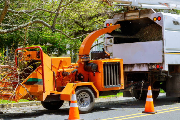 Leaf Removal in Lake Goodwin, WA